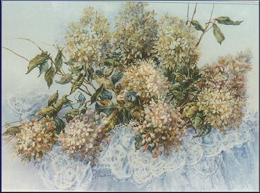 Hydrangeas & Lace