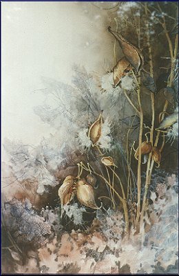 Milkweed